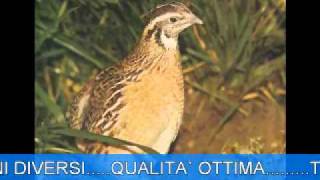 RICHIAMO QUAGLIAwmv [upl. by Horace63]