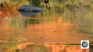 Nature sauvage du Québec13 octobreWild nature of QuebecOctober 13 [upl. by Ayatnohs537]