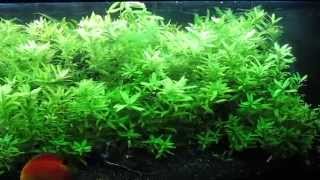 Hygrophila polysperma [upl. by Aber]