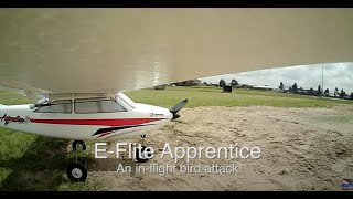 EFlite Apprentice ATTACKING BIRD GRABS TAIL PLANE [upl. by Aehr]