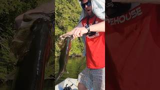 WILD TOPWATER BITE bassfishing pahawgn shorts [upl. by Anatsirhc]