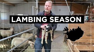 Lambing Season In Iceland  Icelandic Sheep Farm Visit VLOG [upl. by Merrile]