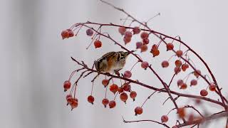 燕雀 Brambling [upl. by Ayouqes59]