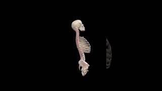 Spine extensiondorsal movement of spine anatomy viralvideo trending shorts 3danimation video [upl. by Htenywg]