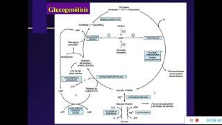 Metabolismo Carbohidratos 3 Glucógeno Via de Hexosa Monofosfatos [upl. by Greer]