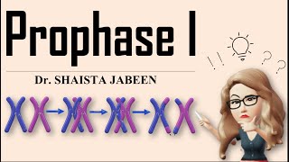 Prophase 1 Stages I Leptotene Zygotene Pachytene Diplotene Diakinesis I Meiosis1 I Recombination [upl. by Mancino]