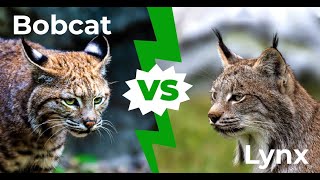 Bobcat vs lynx 4 Key Differences Explained [upl. by Sacrod]