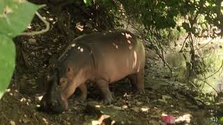 HIPPOPOTAMIDAEBEDAK AIR DI MALAYSIA [upl. by Wallace]