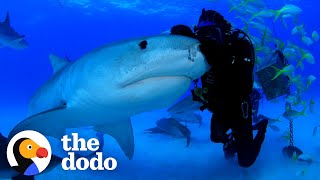 Man Has Been Friends With Tiger Shark For Over 22 Years  The Dodo Faith  Restored [upl. by Ingram]