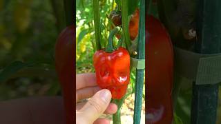 Ghost Pepper Bell Pepper CROSS gardeningtips spicyfood [upl. by Gati779]