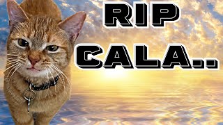 RIP Cala The Reggae queen tribute  The Kiffness I go meow singing cat [upl. by Potter]