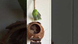 parrotlet chirping 🦜parrot forus birds [upl. by Ahilam]