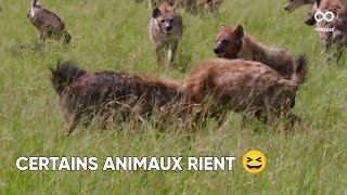 Pas seulement les hyènes  Au moins 65 espèces animales peuvent rire comme les humains [upl. by Jedidiah]