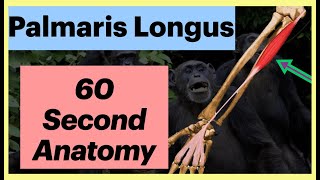 Palmaris Longus  60 second Anatomy Shorts Anatomy MedicalStudent [upl. by Floridia]