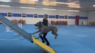 Thai Ridgeback Dog “Yunga”  Agility Training Class [upl. by Hugibert498]