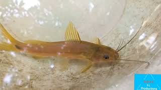 Mystus armatusankutta fishcatfish naturalfishing [upl. by Valenka]