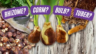 Rhizomes Corms Tubers and Bulbs Oh My  Learn the Difference  Plant Nerd Series Episode 2 [upl. by Yatnuhs]