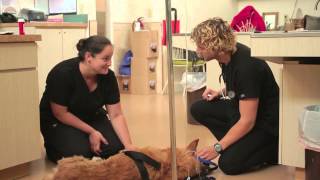 The Animal Emergency Center  Orlando FL  247 Veterinary Care [upl. by Arvo]