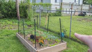 How to Keep Squirrels and Rabbits out of Your Veggie Garden CHEAP EASY EFFECTIVE [upl. by Onirefes]