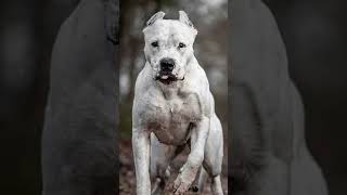 💥Mezcla de Dogo Argentino  Bulldog Americano [upl. by Dambro]