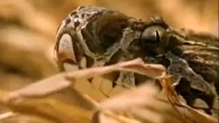 Snake Catchers in India  Deadly Vipers  BBC Studios [upl. by Nwadal]