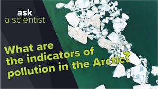 What are the indicators of pollution in the Arctic  Ask a Scientist [upl. by Otrebtuc568]