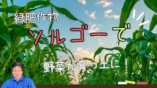 【土壌を改善する】緑肥作物ソルゴーを栽培 家庭菜園 【MAEDA FARM】 [upl. by Erdnaed]