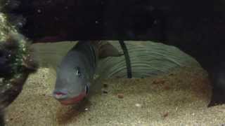 Massive FIREMOUTH CICHLID aka Thorichthys Meeki [upl. by Oz]