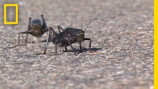 Giant Swarm of Mormon Crickets  National Geographic [upl. by Dart]