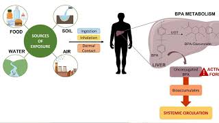 Environmental Causes Of Male infertility  Male infertility [upl. by Marchese]