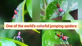 Worlds colorful jumping spiderChrysilla volupejumpingspidercolorfulspiderspiderspiders rare [upl. by Annaert]