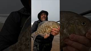 My Friend Finishing Our LIMITS Of Perch From The Beach Surf Fishing With Quality Fish shorts [upl. by Sidwohl373]