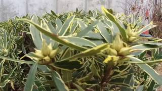 Rhododendron ponticum Variegatum at Big Plant Nursery in Ashington West Sussex UK [upl. by Gnex]