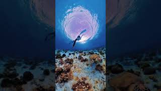 Penyu cantik pulau derawan insta360x4 derawanisland travel [upl. by Ollehcram]