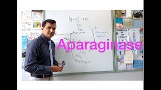 Asparaginase Elspar  Mechanism of Action [upl. by Casie215]