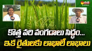 RNR 31479 New Paddy Variety Seeds Brings Huge Profits ANGRAU SakshiTVSagubadi [upl. by Normac]