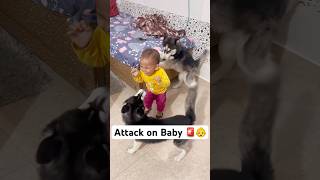 Don’t leave your kid with Dogs 🚨😤 shorts dog husky trendingsongs [upl. by Ardel]