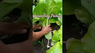 Harvest daypechay shorts philippines harvesting gardening philippines pechay fyp farmstory [upl. by Allicserp350]