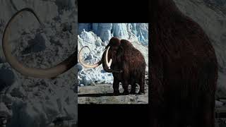 The Woolly Mammoth is Coming BACK TO LIFE shorts mammoth animals [upl. by Dauf]