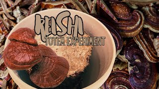 REISHI TOTEM EXPERIMENT Ganoderma tsugae Cloned Culture [upl. by Eerased]