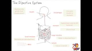 Additional Biology B2 The Digestive System [upl. by Almeeta]