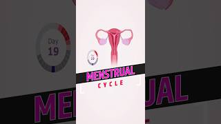 Menstrual Cycle  Female Reproductive Cycle  Phases of Menstrual Cycle shorts menstruationcycle [upl. by Aerdnahc]