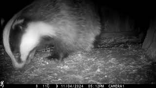 4th November 2024 Badger Sophie digging [upl. by Ecnaralc]