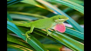 Anole Lizard [upl. by Brott122]