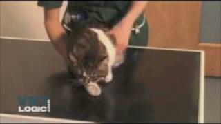 Handling a fractious cat [upl. by Baptist]