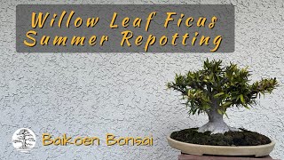 Willow Leaf Ficus Summer Repot  Bonsai Techniques  Baikoen Bonsai Club [upl. by Nyleak]