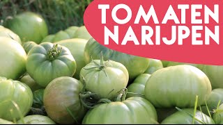 2 tips om Tomaten te laten narijpen  KORTE TIP  1 [upl. by Tonie]