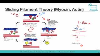 Sliding Filament Theory Myosin Actin [upl. by Michelsen]