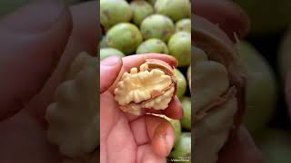 Walnut 🍃 1 walnut 26 calories 🍃rich omega 3 fatty acids 🍃 [upl. by Akram]