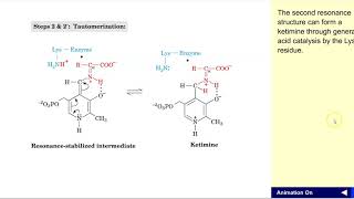 Transaminase mechanism [upl. by Shulins]